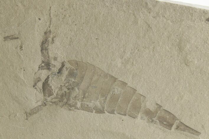 Bargain, Eurypterus (Sea Scorpion) Fossil - New York #369342